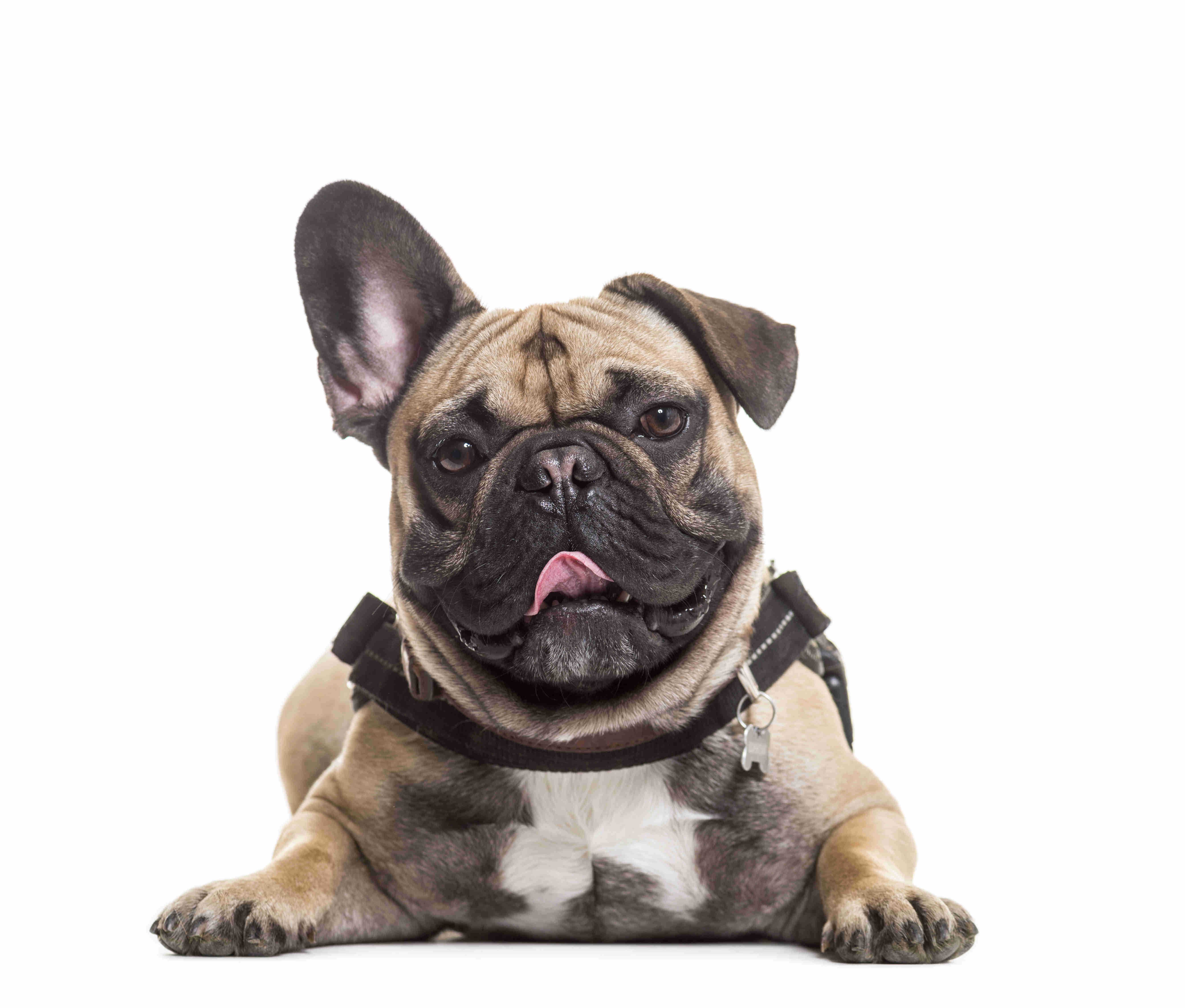 Unveiling the Protective Instincts of French Bulldogs: Can They Guard Their Owners?
